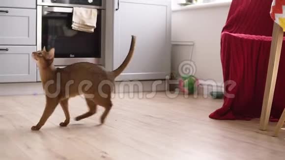 女人手里拿着一块食物一只猫在厨房里跳着要食物视频的预览图