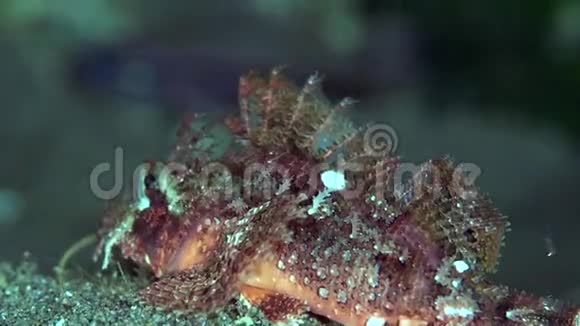 苏鲁海沙面上的全蝎鱼视频的预览图