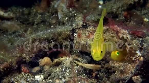 伦贝海峡珊瑚中的金龟子视频的预览图