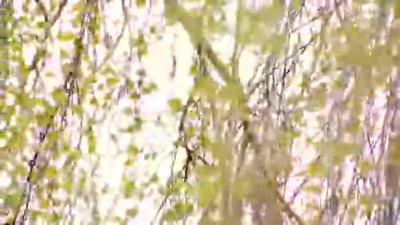 绿桦树枝视频的预览图