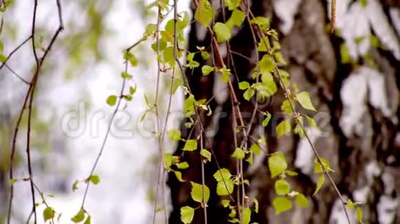 青桦树枝视频的预览图