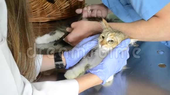 在一家兽医医院被虐待的猫视频的预览图