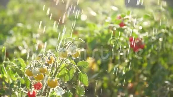 樱桃番茄甘蓝橙红果淡水浇灌植物视频的预览图