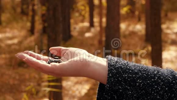 在秋天的公园里用手吃葵花籽慢动作视频的预览图
