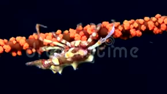Lembeh海峡夜间在丝珊瑚上的丝珊瑚蟹视频的预览图