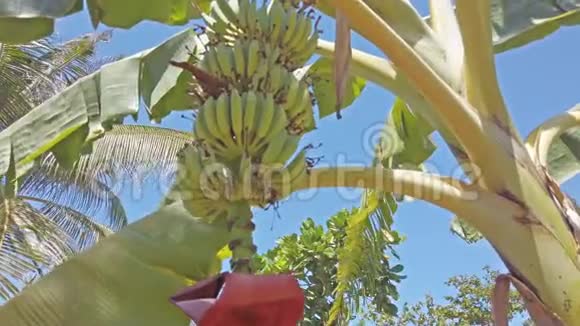 香蕉树和一串香蕉视频的预览图