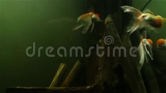 美丽的红帽阿兰达鱼游泳视频的预览图
