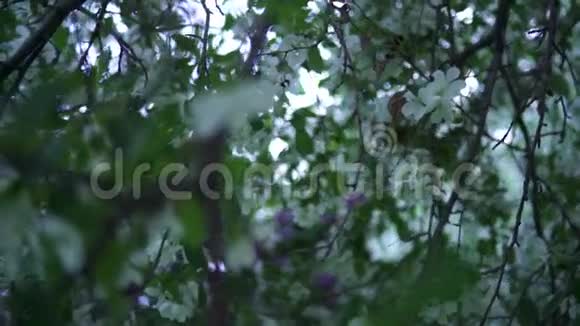 自然盛开的白色苹果树叶子是绿色的库存录像美丽的大自然有苹果花的枝条视频的预览图