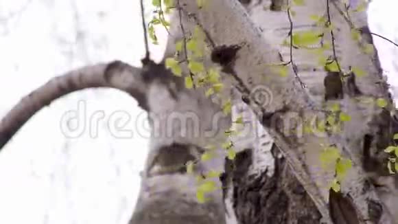 绿桦树枝视频的预览图