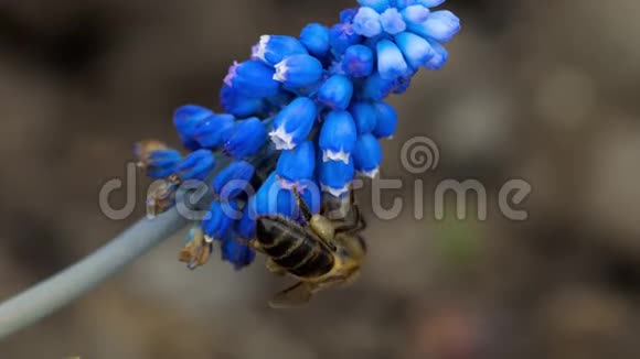 米斯卡里花上的蜜蜂视频的预览图