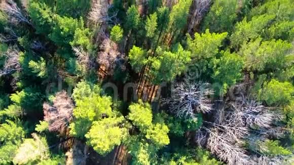 鸟瞰树梢镜头向前移过森林西伯利亚视频的预览图