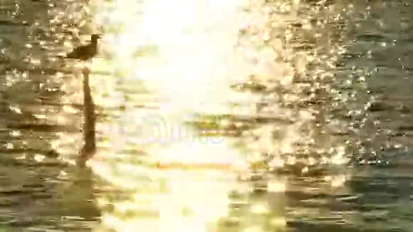 日落时的海鸥视频的预览图