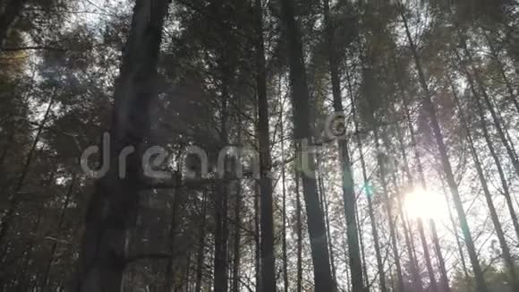 在晴朗的秋日蓝天的背景下漫步在森林中的高大树木之间视频的预览图