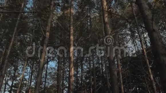 在晴朗的秋日蓝天的背景下漫步在森林中的高大树木之间视频的预览图
