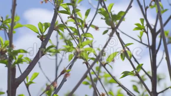 初春温柔的叶子视频的预览图