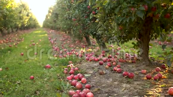 果园里有红苹果的树漂亮的红苹果熟了直接掉在地上大型农业视频的预览图