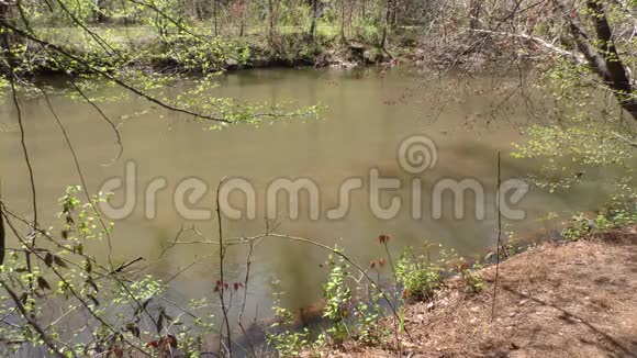 佐治亚州奥尔德洛佩米尔路公园从树木中可以看到小河中的水流视频的预览图