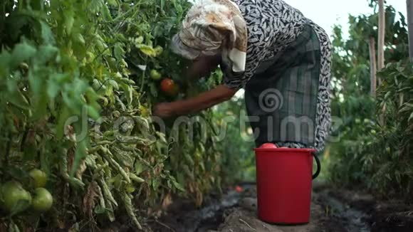 老妇人在自己的花园里收集成熟的红西红柿环保蔬菜宅基地乡村生活暑假视频的预览图