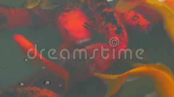 许多五颜六色的金鱼和锦鲤正在池塘里游泳中国水上花园装饰鱼视频的预览图