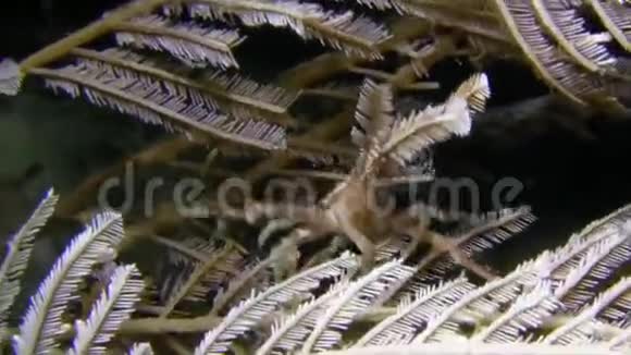 在夜间潜水的印度尼西亚一种珊瑚虫携带一些水化物的尖端视频的预览图