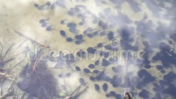 池塘里的黑色蝌蚪蟾蜍蝌蚪蝌蚪青蛙生命周期视频的预览图