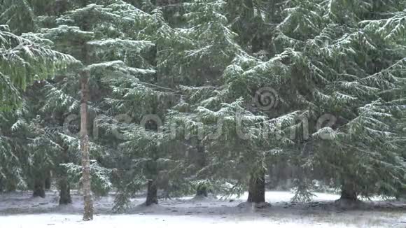 森林里下着大雪树林里下着雪视频的预览图