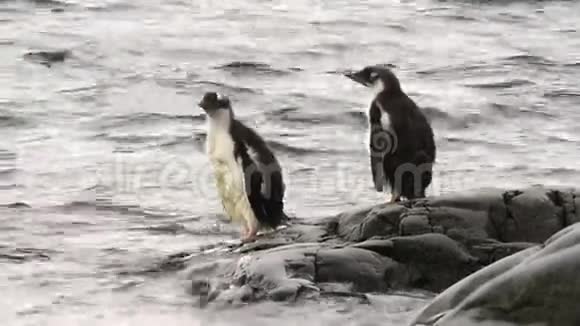 古图企鹅的气视频的预览图
