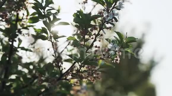 在花园里开花的苹果树视频的预览图
