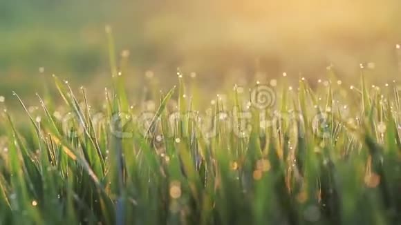 草地背景与水滴视频的预览图