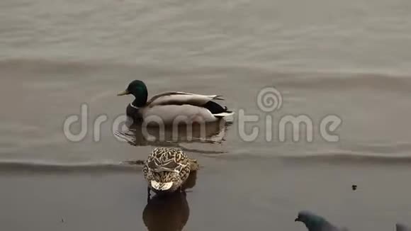 两只野鸭在灰水中游泳视频的预览图