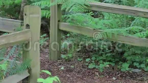 沿着森林小径的木制栏杆视频的预览图