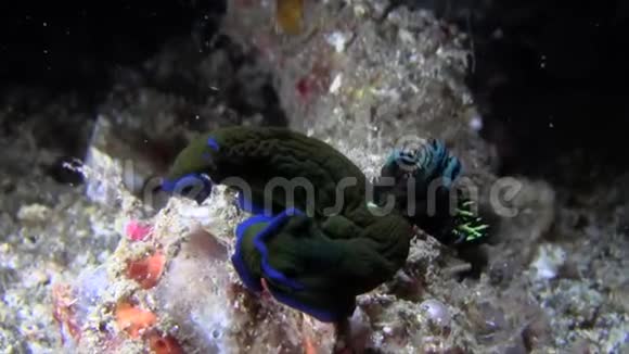 兰贝赫海峡苏拉威西珊瑚上的桑贾摩罗沙黑色和蓝色努迪视频的预览图
