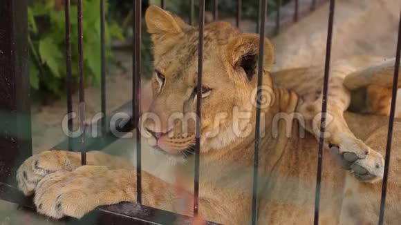 动物园里的一只母狮一只母狮在炎热的天气里躺在阴凉处视频的预览图