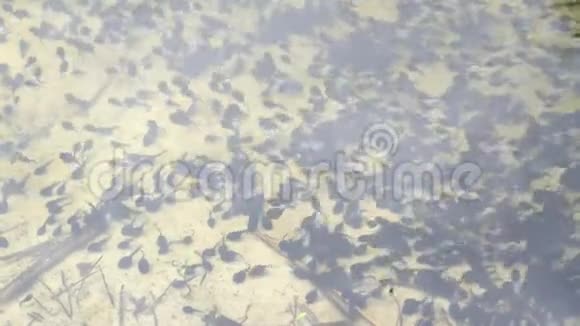 池塘里的黑色蝌蚪蟾蜍蝌蚪蝌蚪青蛙生命周期视频的预览图