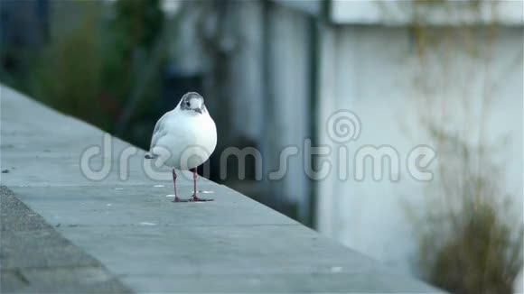阿姆斯特丹可爱的鸟视频的预览图