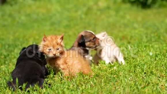 小猫和小狗在草地上玩耍视频的预览图