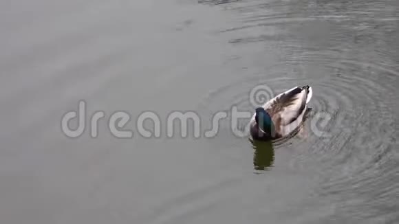 两只雄性野鸭在灰色的水里游泳视频的预览图