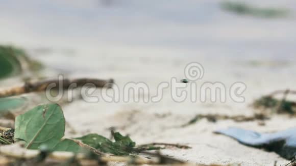 被污染的海岸上的苍蝇肮脏的沙滩上的垃圾视频的预览图