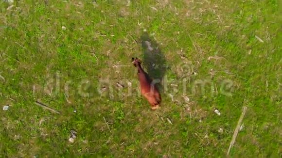 奶牛在污染的草地上放牧生态状况空中摄影视频的预览图