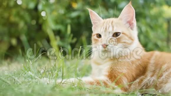 红猫躺在户外的绿草上可爱的小猫观察花园宠物在户外玩耍和打猎视频的预览图