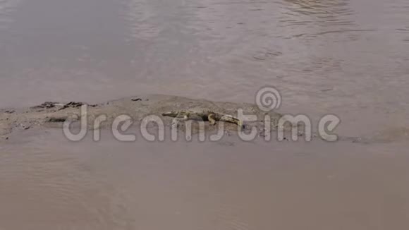 一个年轻的鳄鱼在泥泞的马拉河沙泥岛上的谎言视频的预览图