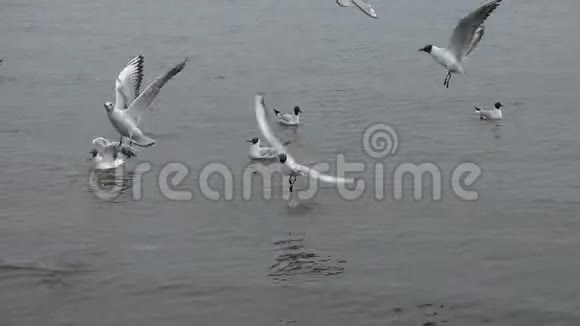 许多海鸥在水面上游泳和飞翔视频的预览图