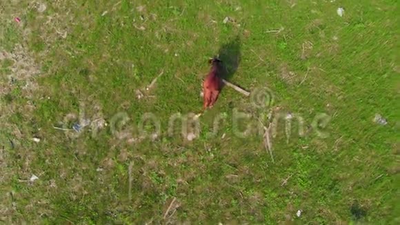 奶牛在污染的草地上放牧生态状况空中摄影视频的预览图