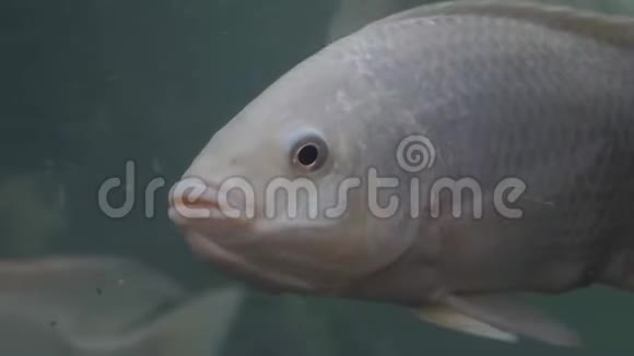 白河鱼吃得平安和谐视频的预览图