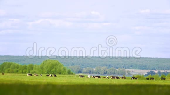 夏日的草地上放牧的牛群视频的预览图