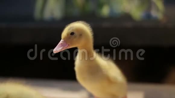 可爱的小鸭子视频的预览图