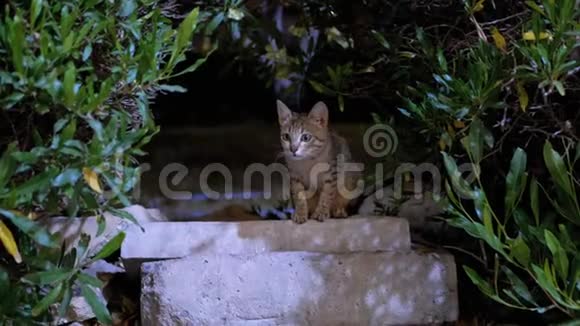 晚上在人行道上流浪猫视频的预览图