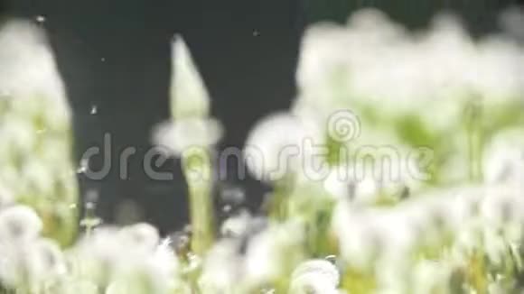 女人的腿在蒲公英的草地上奔跑绒毛在空中飞舞视频的预览图