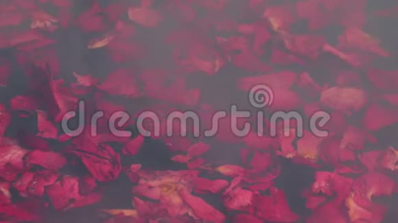 玫瑰花瓣漂浮在蒸水上视频的预览图