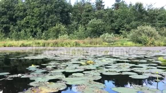 沸腾美丽的池塘百合夏天视频的预览图